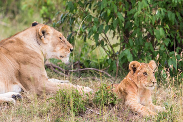 Lioness with a cub in the grass under a bush