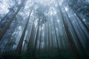 Misty forest in rainy season.