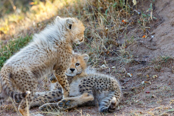 Playful young Cheetah cubs on the savannah