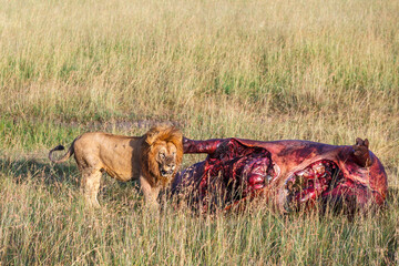 Male lion at a disused prey on the savannah