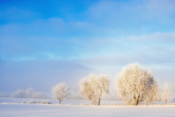 Row of tree in a beautiful winter landscape