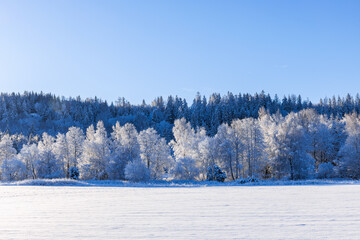 Frosty forest a cold winter day