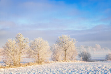 Frosty trees by a field in beautiful winter landscape