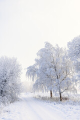 Hoarfrost on the trees on a cold winter's day by a path