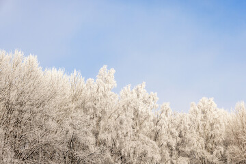 Frosty trees on a cold winter day