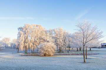 Frosty grove of trees in a parkland on a cold winter day