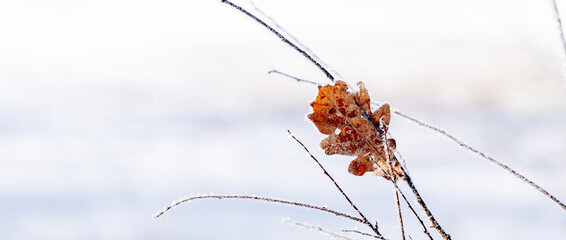Dry oak leaf on a tree branch in winter against a light background