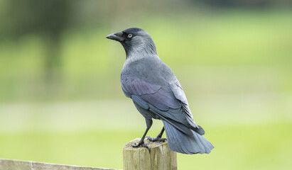 Western Jackdaw, Corvus monedula, perched on a wooden fence