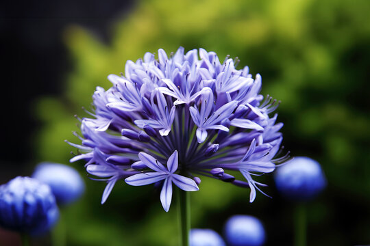 Close up of a purple agapanthus or african lily flower with blurred background. High quality photo