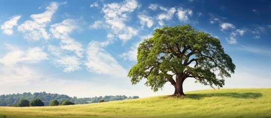 A magnificent oak tree standing proudly in an open expanse - obrazy, fototapety, plakaty