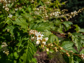 Close-up of the Genus neillia (Neillia uekii) flowering with small, white flowers in a park