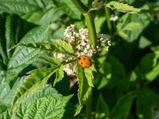 Seven-spot ladybird (Coccinella septempunctata) on a green leaf. Elytra are red, punctuated with three black spots each, with one over the junction of the two