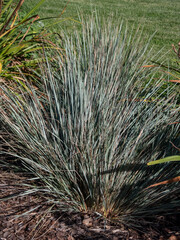 Blue Oat Grass (Helictotrichon sempervirens) 'Pendula' - evergreen grass with flat, linear leaves...