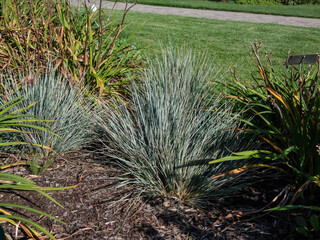 Blue Oat Grass (Helictotrichon sempervirens) 'Pendula' - evergreen grass with flat, linear leaves...