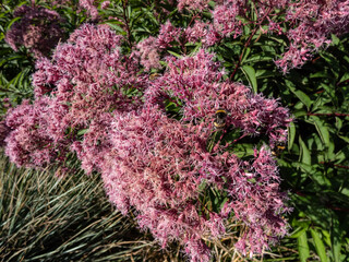 Close-up shot of Purple Joe-Pye weed or Sweetscented joe pye weed (Eupatorium purpureum) flowering...