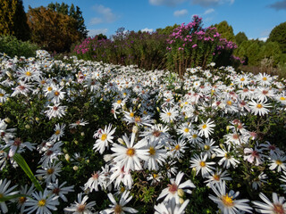 Aster dumosus 'Aramis white' flowering with numerous white flowers with yellow centers in garden in...