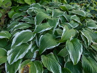 Close-up of the Curled plantain lily (hosta) 'Crispula' with medium to dark green foliage with white marginal variegation