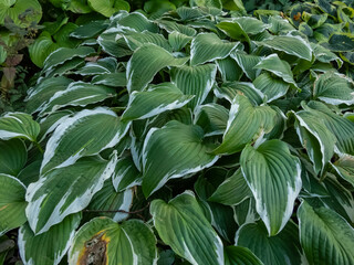 Close-up of the Curled plantain lily (hosta) 'Crispula' with medium to dark green foliage with...