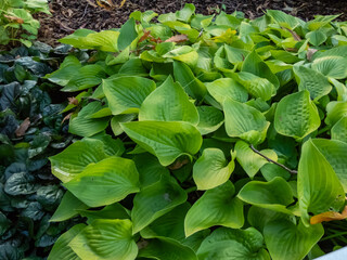 Close-up of the Plantain lily (hosta) 'Gold edger' with heart-shaped golden leaves growing in a park