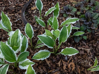 Close-up of the Plantain lily (hosta) 'Resonance' with lance shaped, mid green leaves with an...