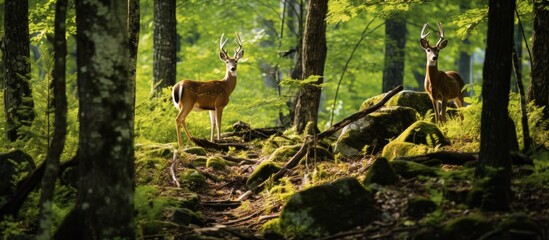 Deer with white tails that inhabit the forests of the Appalachian Mountains