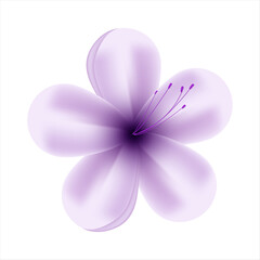 Vector spring purple flowers on white background