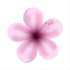 Vector spring pink flowers on white background
