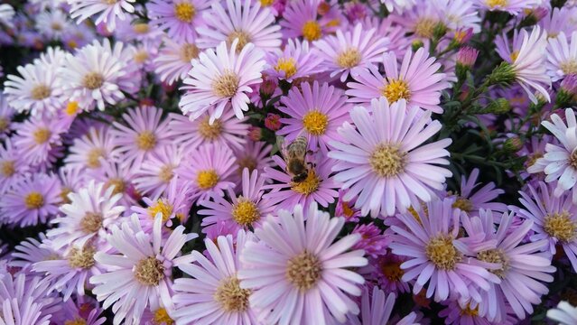 Purple Chamomile Aster with Bee. Purple Aster. Blooming Chamomile Aster. Floral background with blurred purple flowers