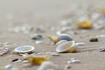 shell on the beach