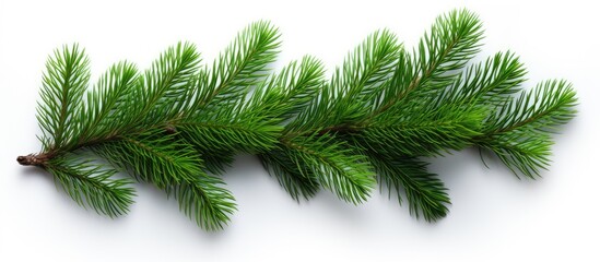 A spruce branch from a coniferous tree against a white backdrop