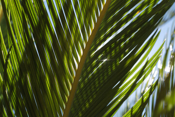 Palm trees with their leafs and branches swinging under the warm light of the sun
