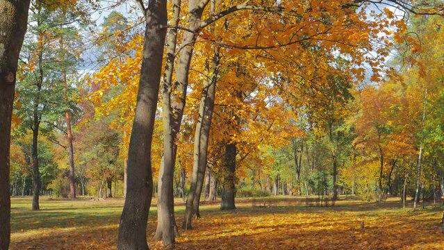 Autumn yellow trees in beautiful parkland. Golden leaves falling. Autumn sunny day in a park with dense colorful trees. Fall season meditation. 4K video footage