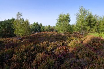 Fototapeta premium Coquibus heather land in the French Gatinais Regional Nature park