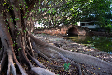 Canal bridge and big tree in Wat Borom Phuttharam Ayutthaya, Thailand. Ancient Bridge ,They are public domain or treasure of Buddhism, no restrict in copy or use