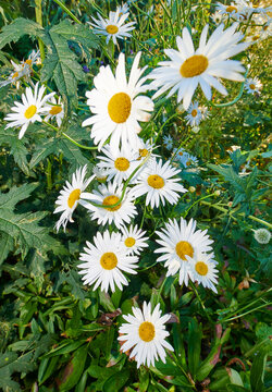 Daisy flowers growing in a field or botanical garden on a sunny day outdoors. Shasta or max chrysanthemum daisies from the asteraceae species with white petals and yellow pistils blooming in spring