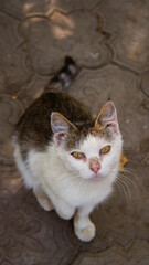 The cat sits and watches 1