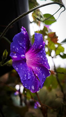 Purple flower in raindrops 1