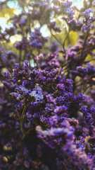 Purple flowers in macro 1