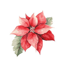 Poinsettia christmas decor watercolor painting on white background