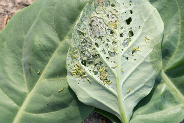 Beet armyworm.Close up shot.