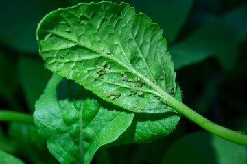 False cabbage aphid. close up shot.