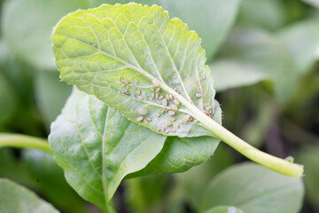 False cabbage aphid. close up shot.