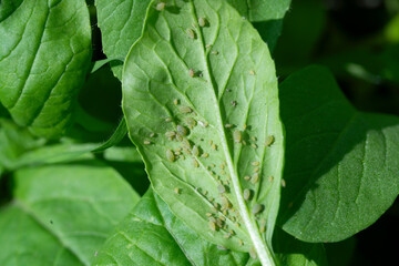 False cabbage aphid. close up shot. - obrazy, fototapety, plakaty