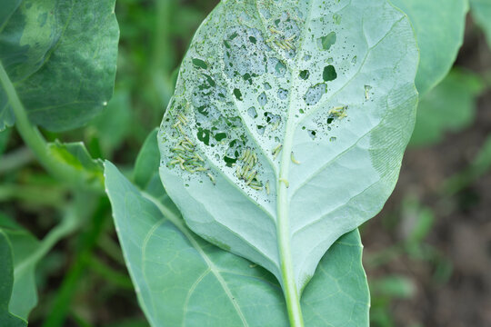 Beet armyworm.Close up shot.