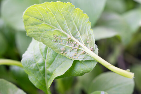 False cabbage aphid. close up shot.