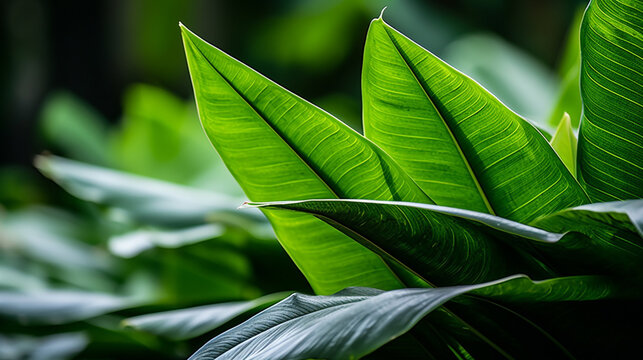 green leaf background HD 8K wallpaper Stock Photographic Image 