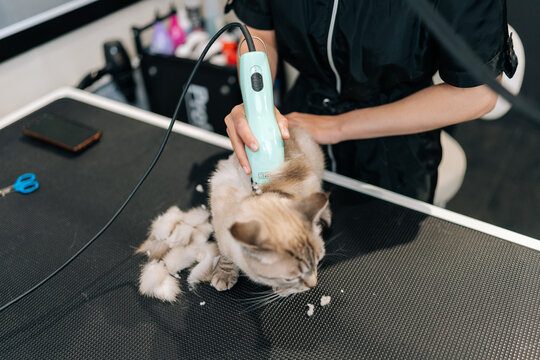 High-angle view of unrecognizable female groomer cutting hair of domestic cat using electric razor for pet on animal salon. Master pet hairdresser giving professional service in veterinary clinic.