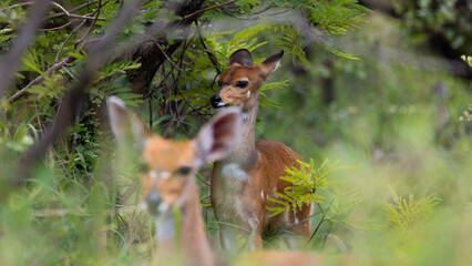 a bushbuck ewe in the bush