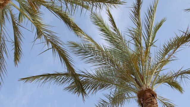 Green palm tree on blue sky background. Tropical coconut palm leaf trees at sunlight. Advertising, product, background picture. Summer background, slow motion. Looking Up. High quality 4k footage