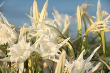 Pancratium maritimum beautiful white flowers on the hot summer sand. Cyprus summer flowers near the sea. White flowers on the beach